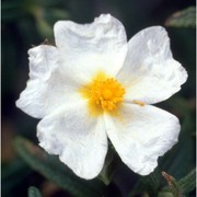 cistus monspeliensis l.