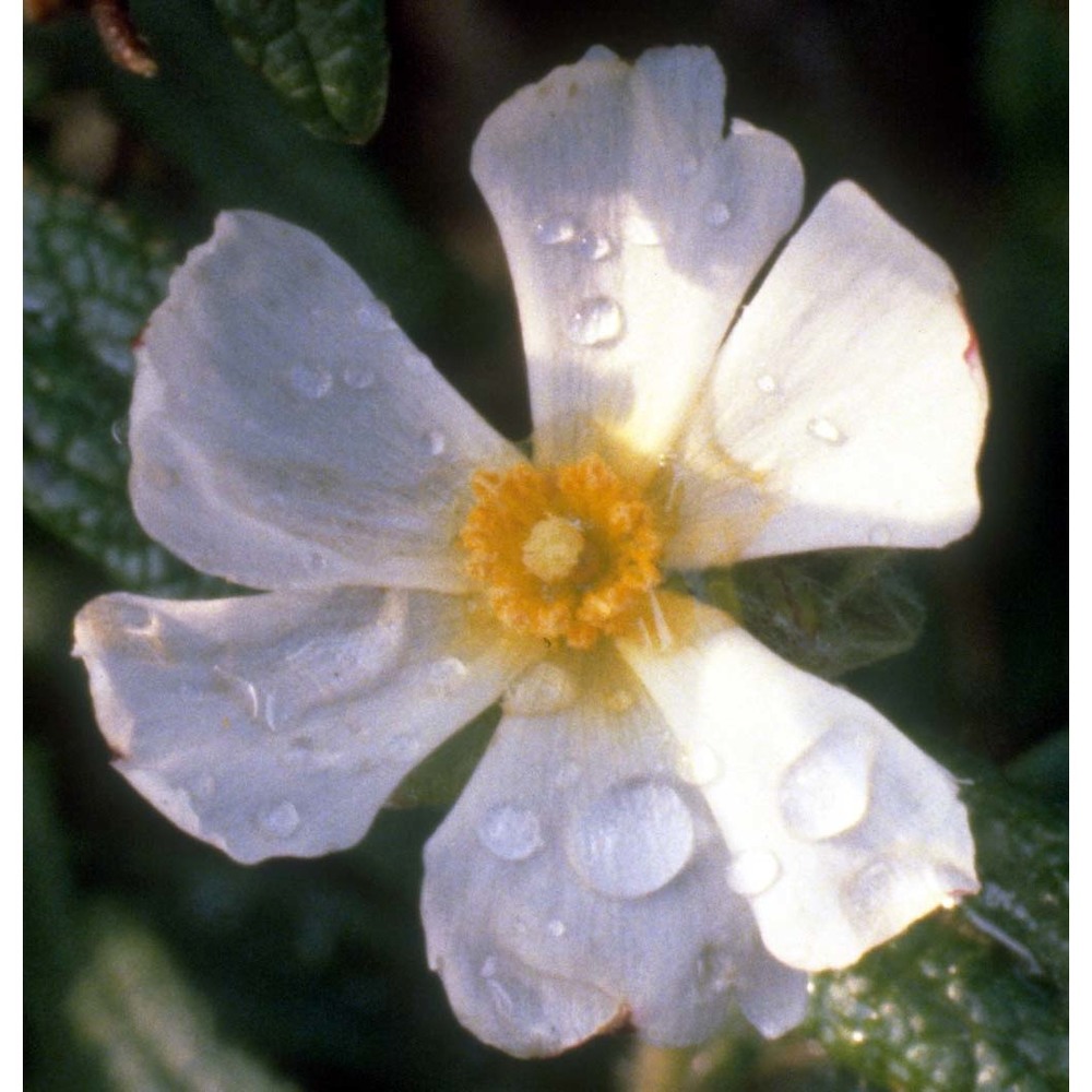 cistus monspeliensis l.