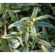 cistus monspeliensis l.