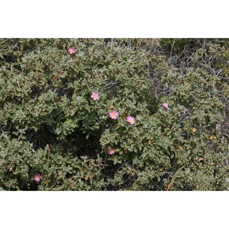 cistus parviflorus lam.