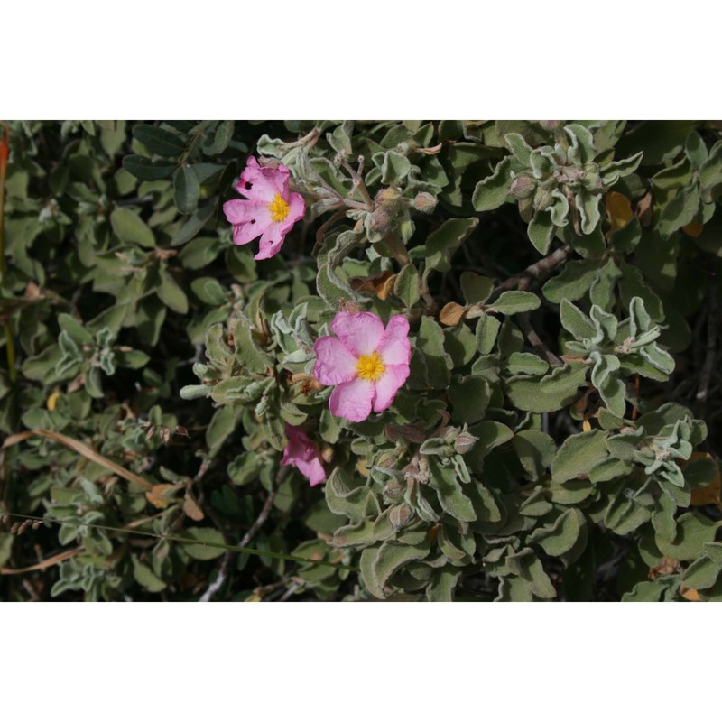 cistus parviflorus lam.