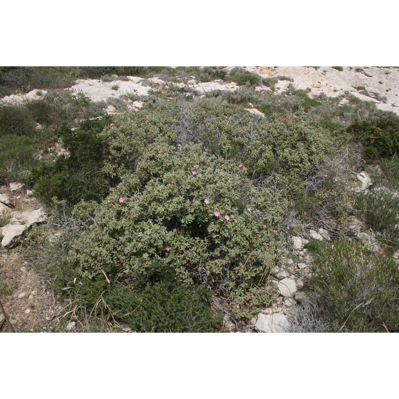 cistus parviflorus lam.