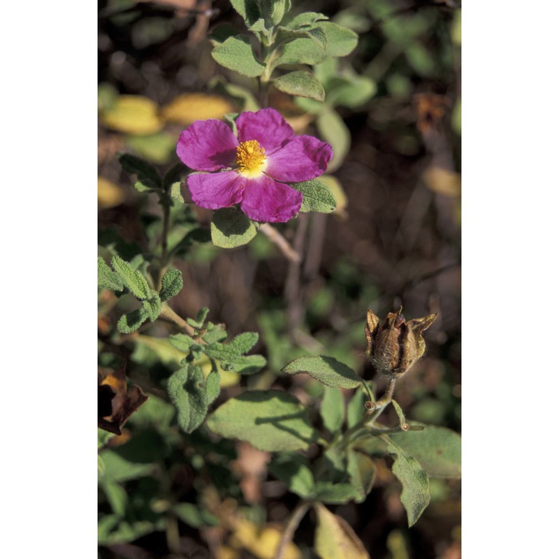 cistus parviflorus lam.