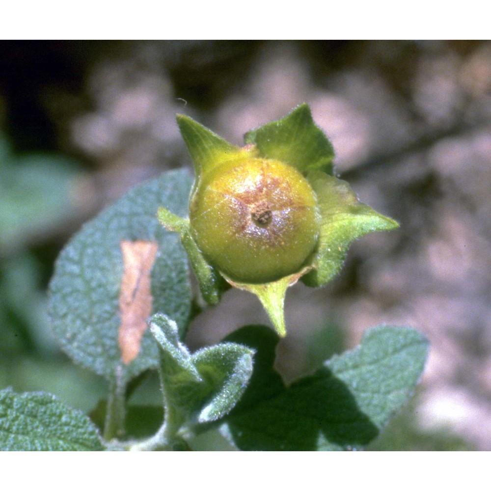 cistus salviifolius l.