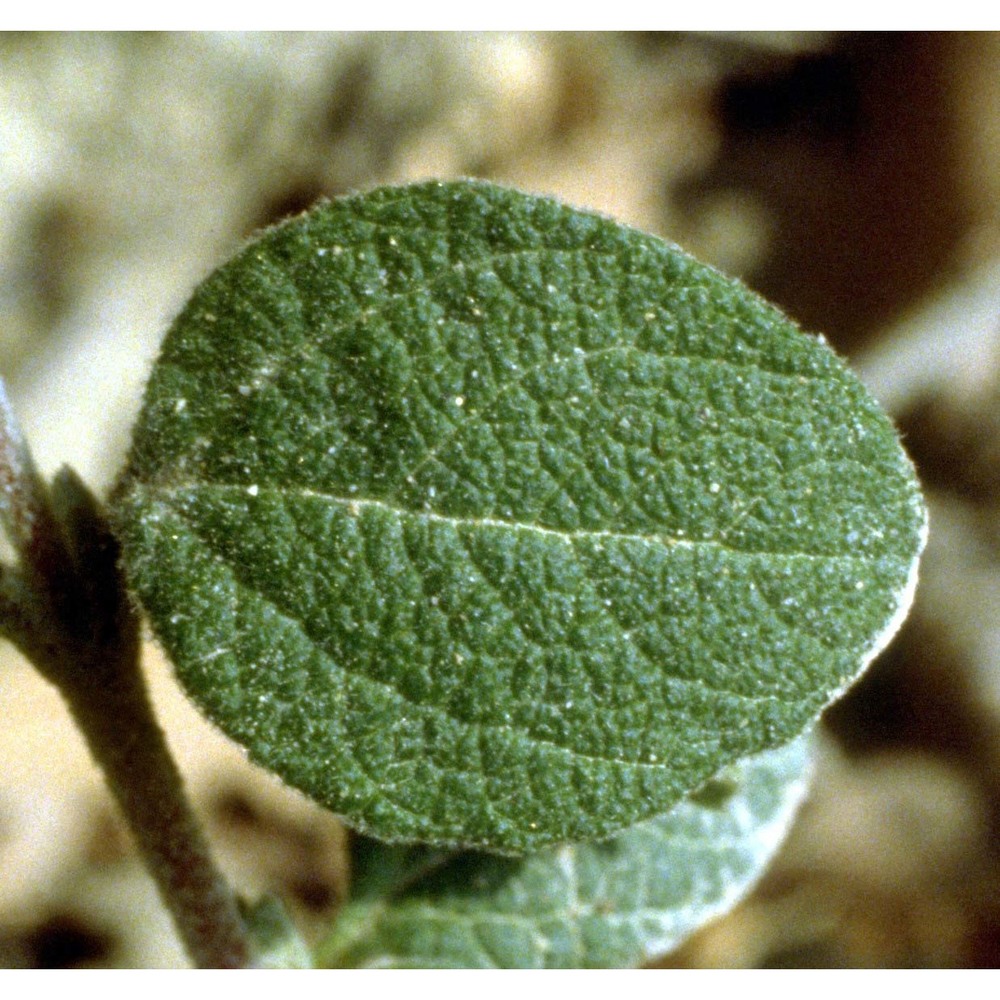 cistus salviifolius l.