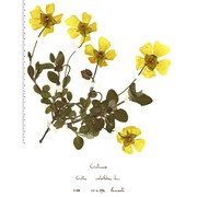 cistus salviifolius l.