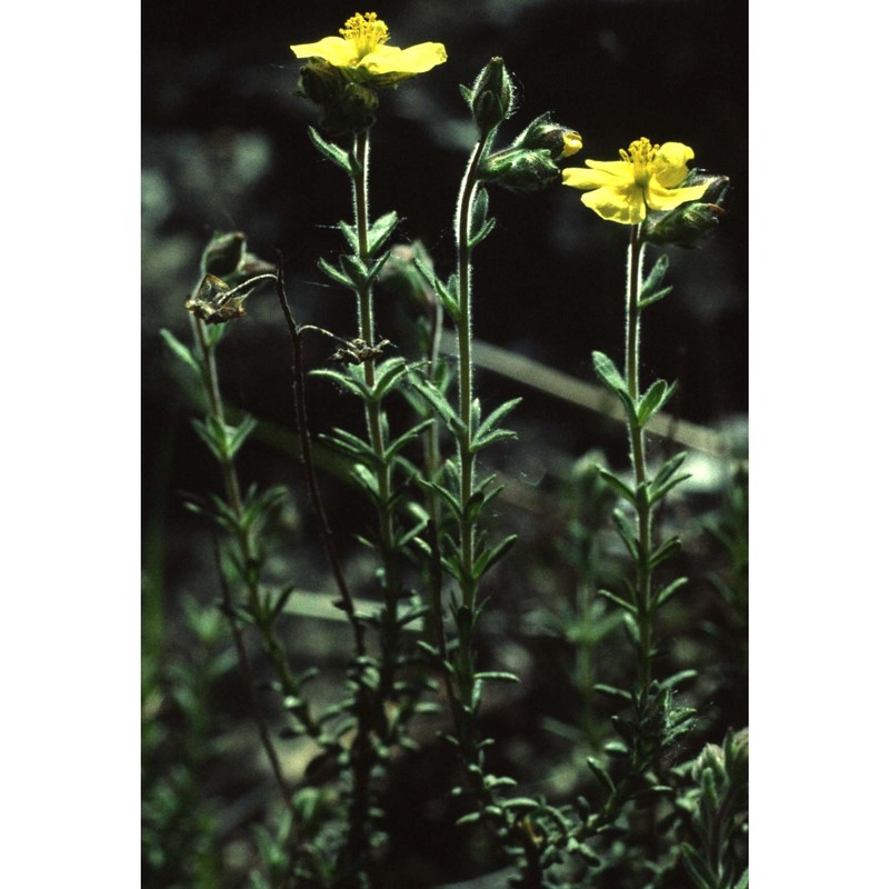 fumana thymifolia (l.) spach