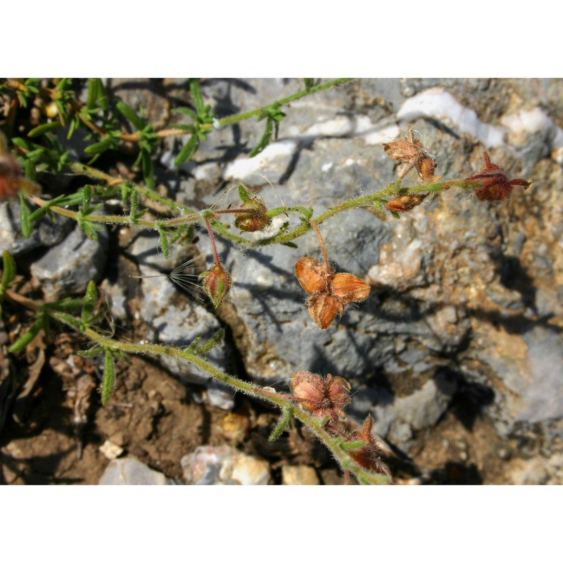 fumana thymifolia (l.) spach