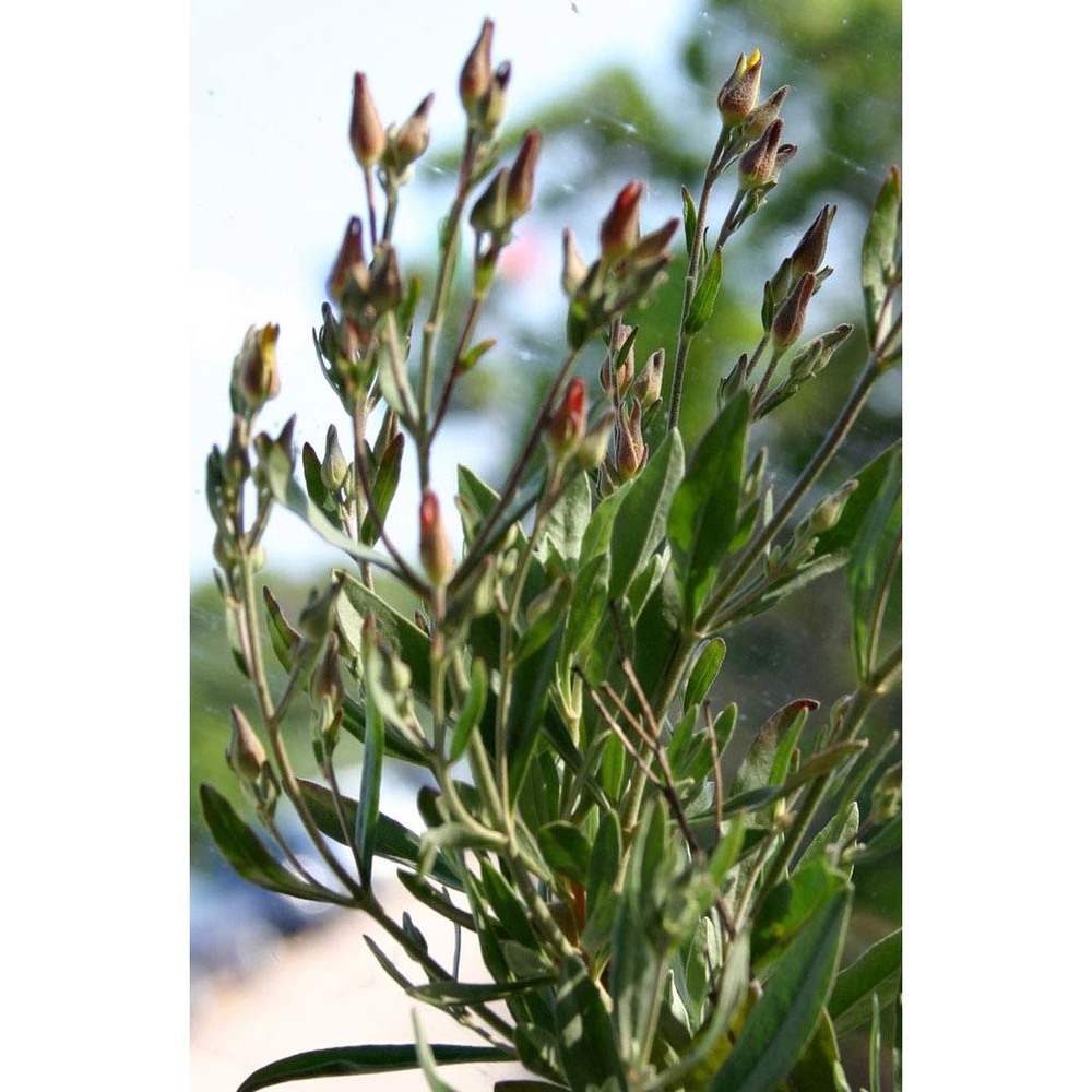 halimium halimifolium (l.) willk.
