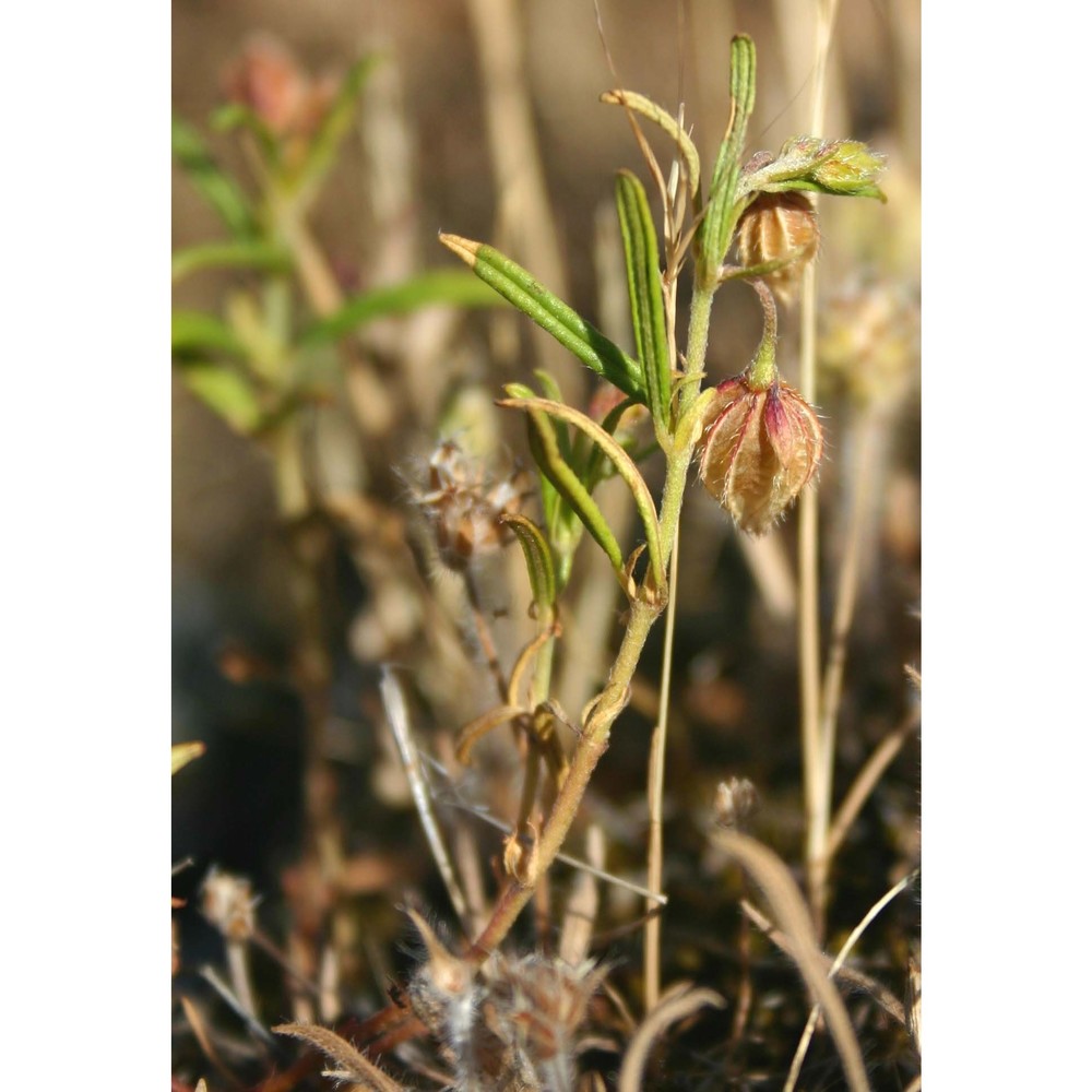 helianthemum aegyptiacum (l.) mill.