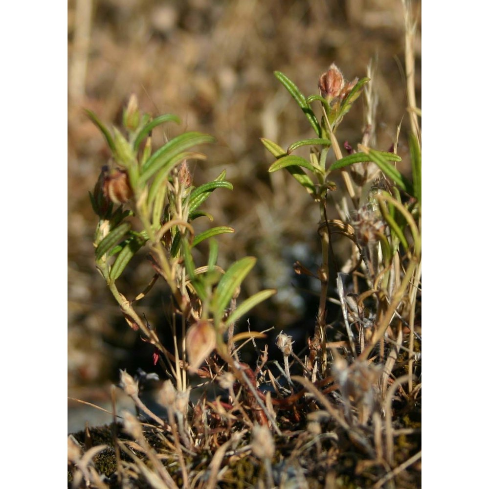 helianthemum aegyptiacum (l.) mill.