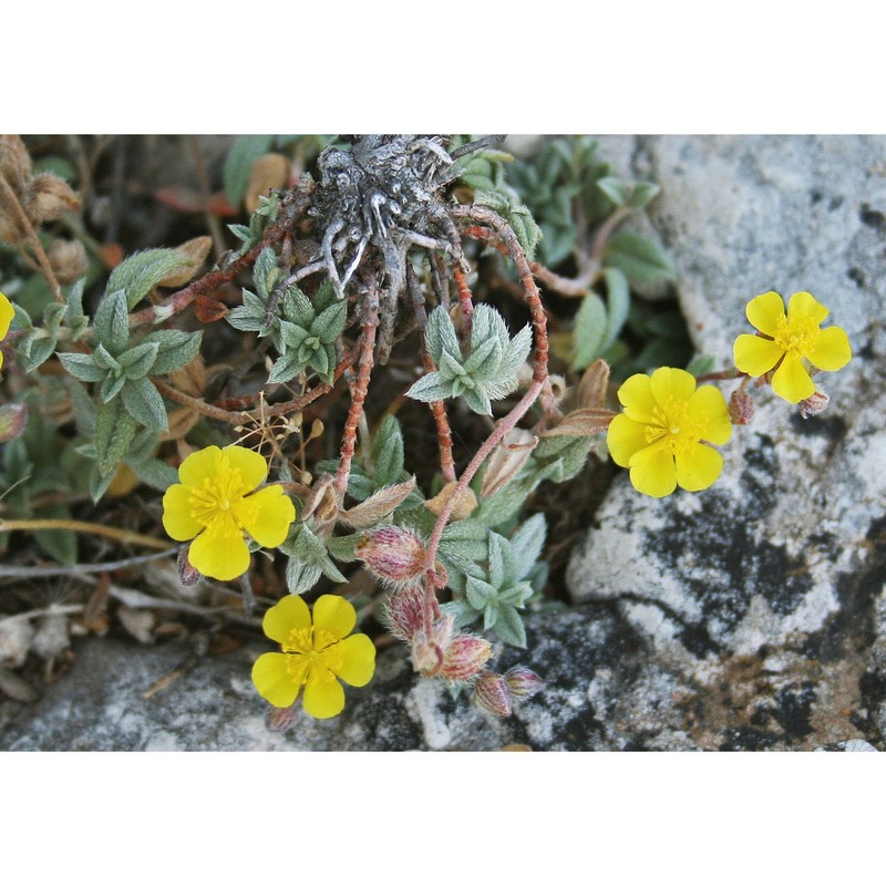 helianthemum allionii tineo