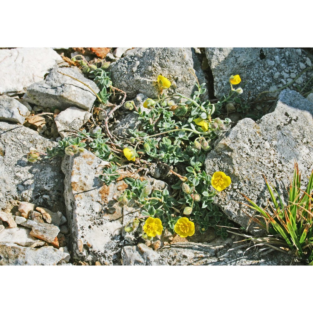 helianthemum allionii tineo