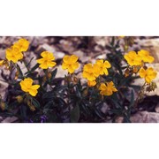 helianthemum alpestre (jacq.) dc.