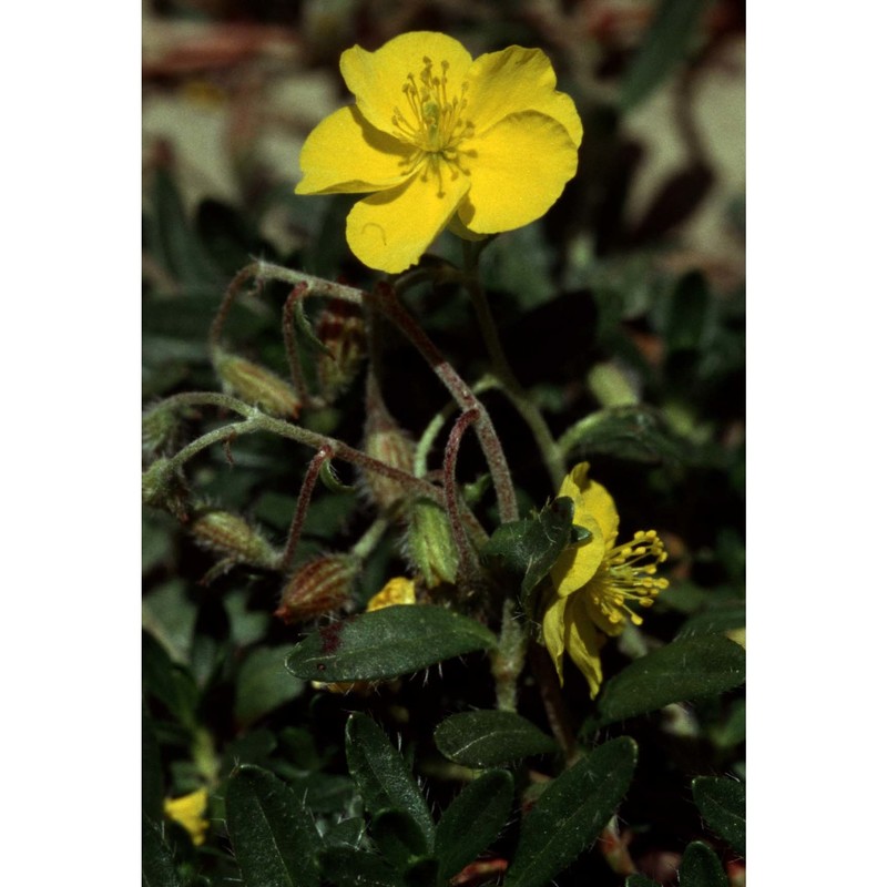 helianthemum alpestre (jacq.) dc.