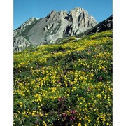 helianthemum alpestre (jacq.) dc.