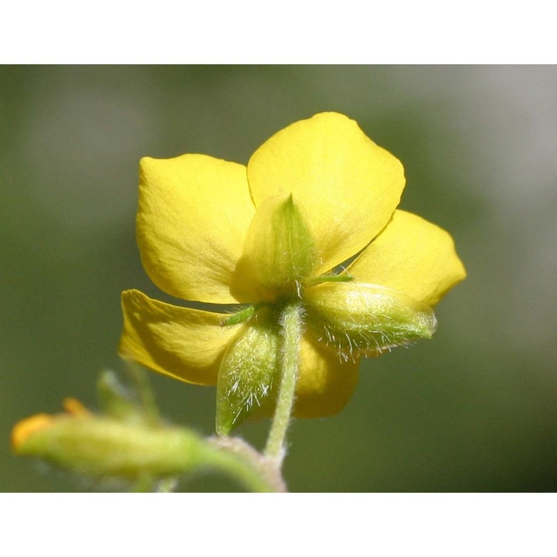 helianthemum alpestre (jacq.) dc.