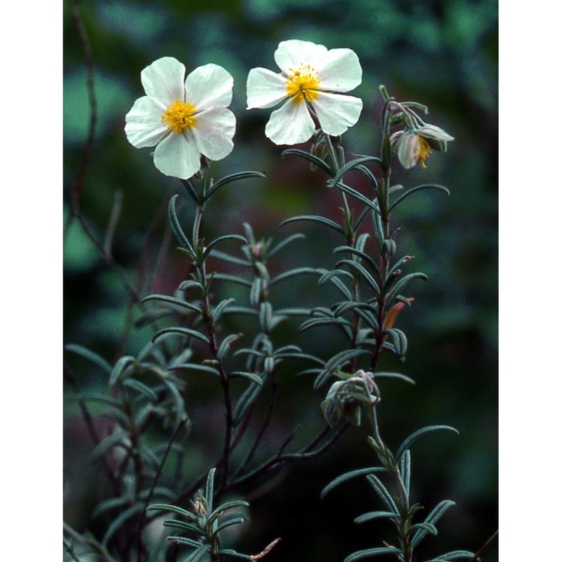 helianthemum apenninum (l.) mill.