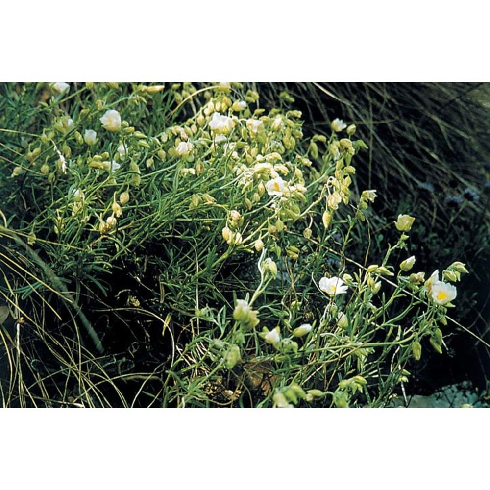 helianthemum apenninum (l.) mill.