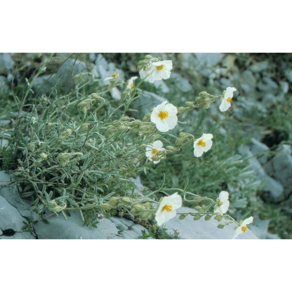 helianthemum apenninum (l.) mill.