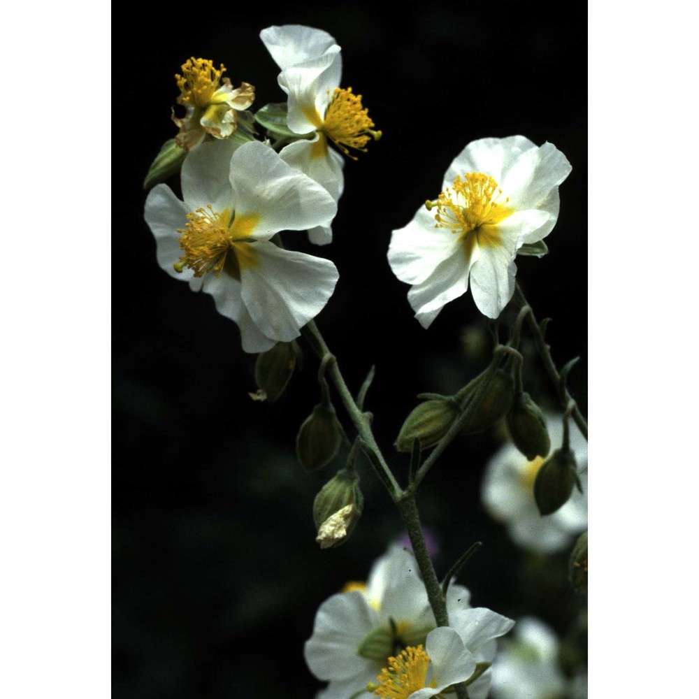 helianthemum apenninum (l.) mill.