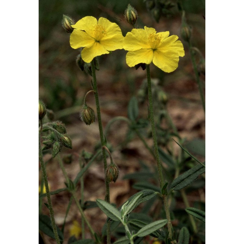 helianthemum canum (l.) baumg.