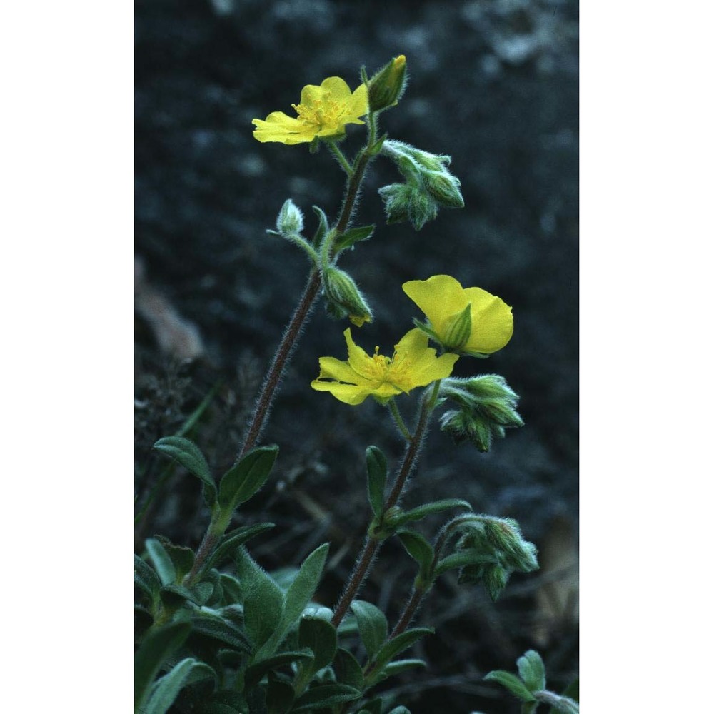 helianthemum canum (l.) baumg.