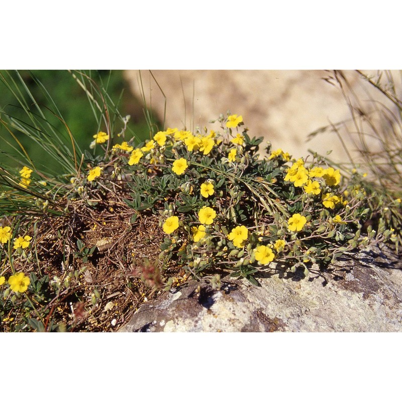 helianthemum canum (l.) baumg.