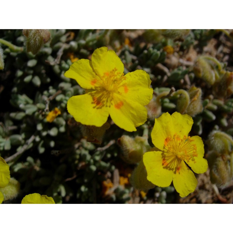 helianthemum caput-felis boiss.