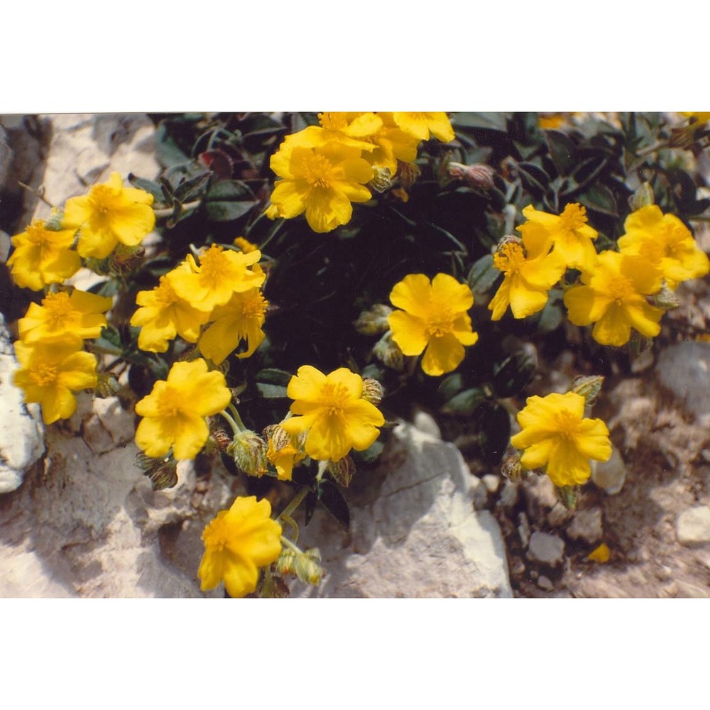 helianthemum cinereum (cav.) pers. subsp. rotundifolium (dunal) greuter et burdet