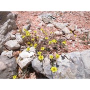 helianthemum cinereum (cav.) pers. subsp. rotundifolium (dunal) greuter et burdet