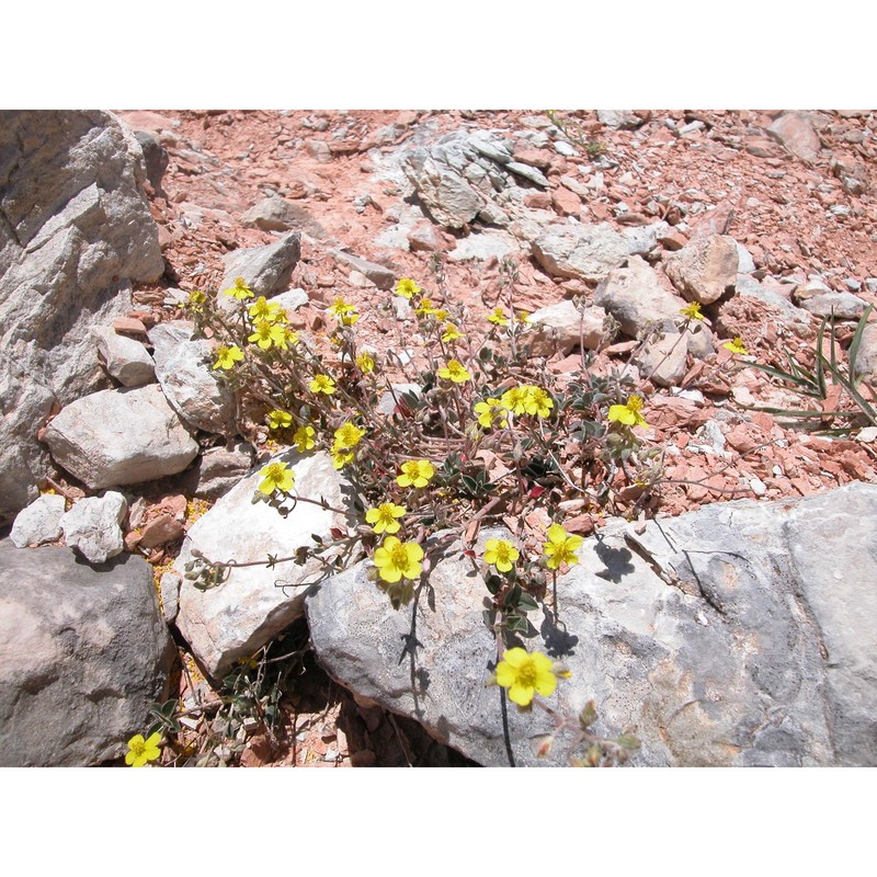 helianthemum cinereum (cav.) pers. subsp. rotundifolium (dunal) greuter et burdet