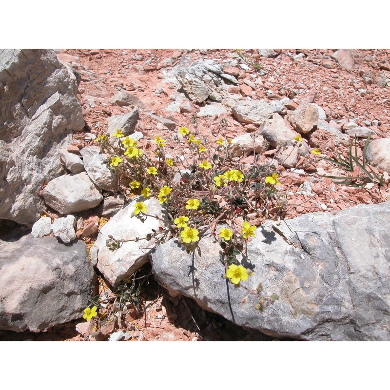 helianthemum cinereum (cav.) pers. subsp. rotundifolium (dunal) greuter et burdet