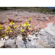 helianthemum cinereum (cav.) pers. subsp. rotundifolium (dunal) greuter et burdet