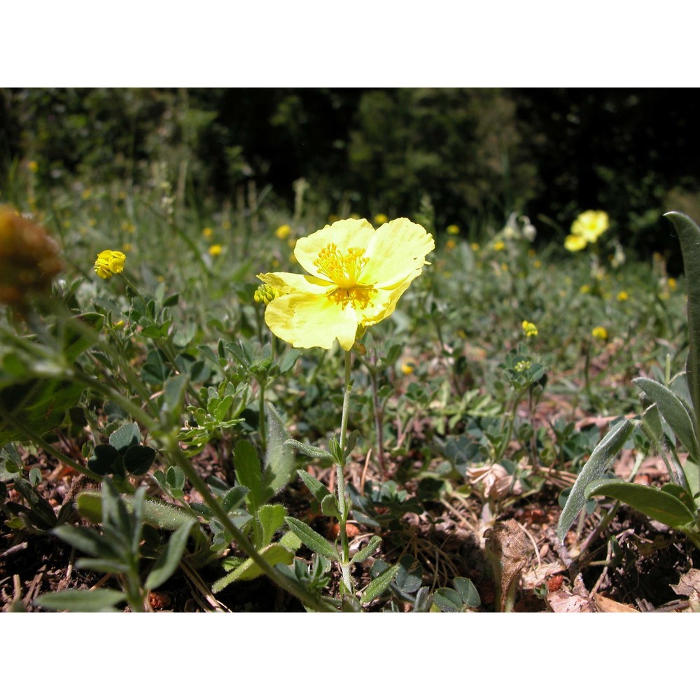 helianthemum croceum (desf.) pers.