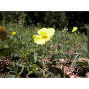 helianthemum croceum (desf.) pers.