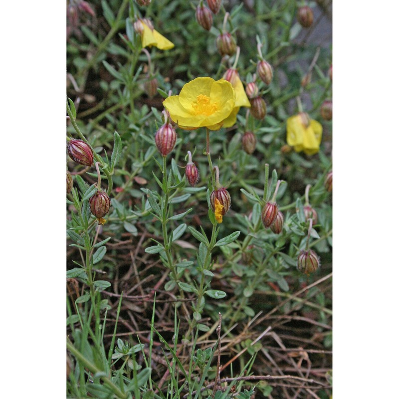 helianthemum croceum (desf.) pers.