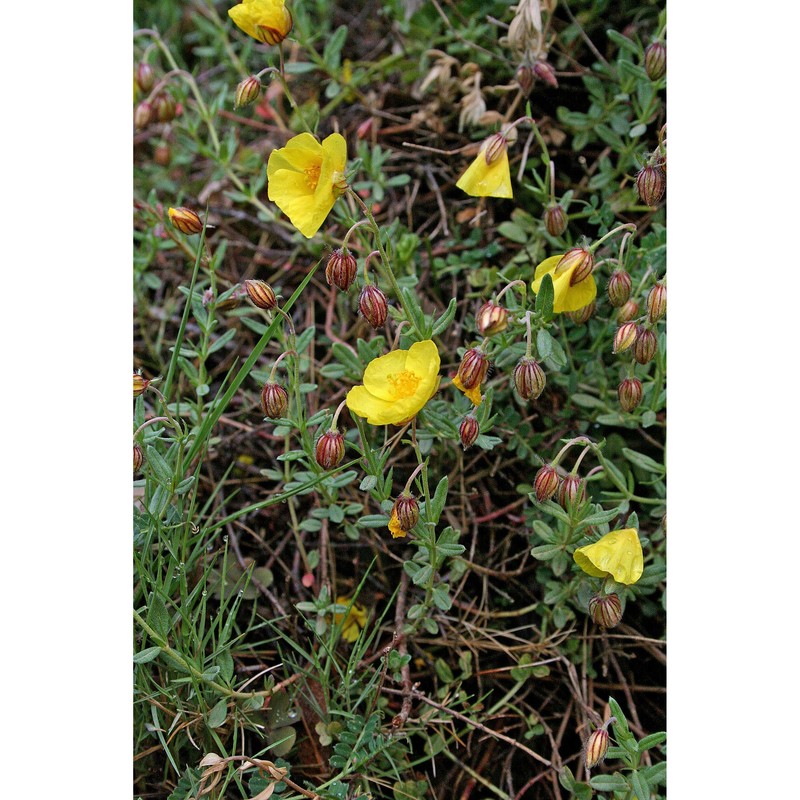 helianthemum croceum (desf.) pers.