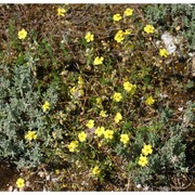 helianthemum italicum (l.) pers.