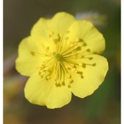 helianthemum italicum (l.) pers.