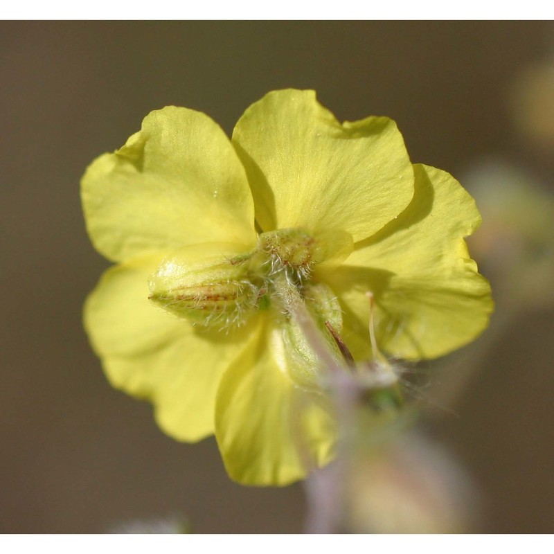 helianthemum italicum (l.) pers.