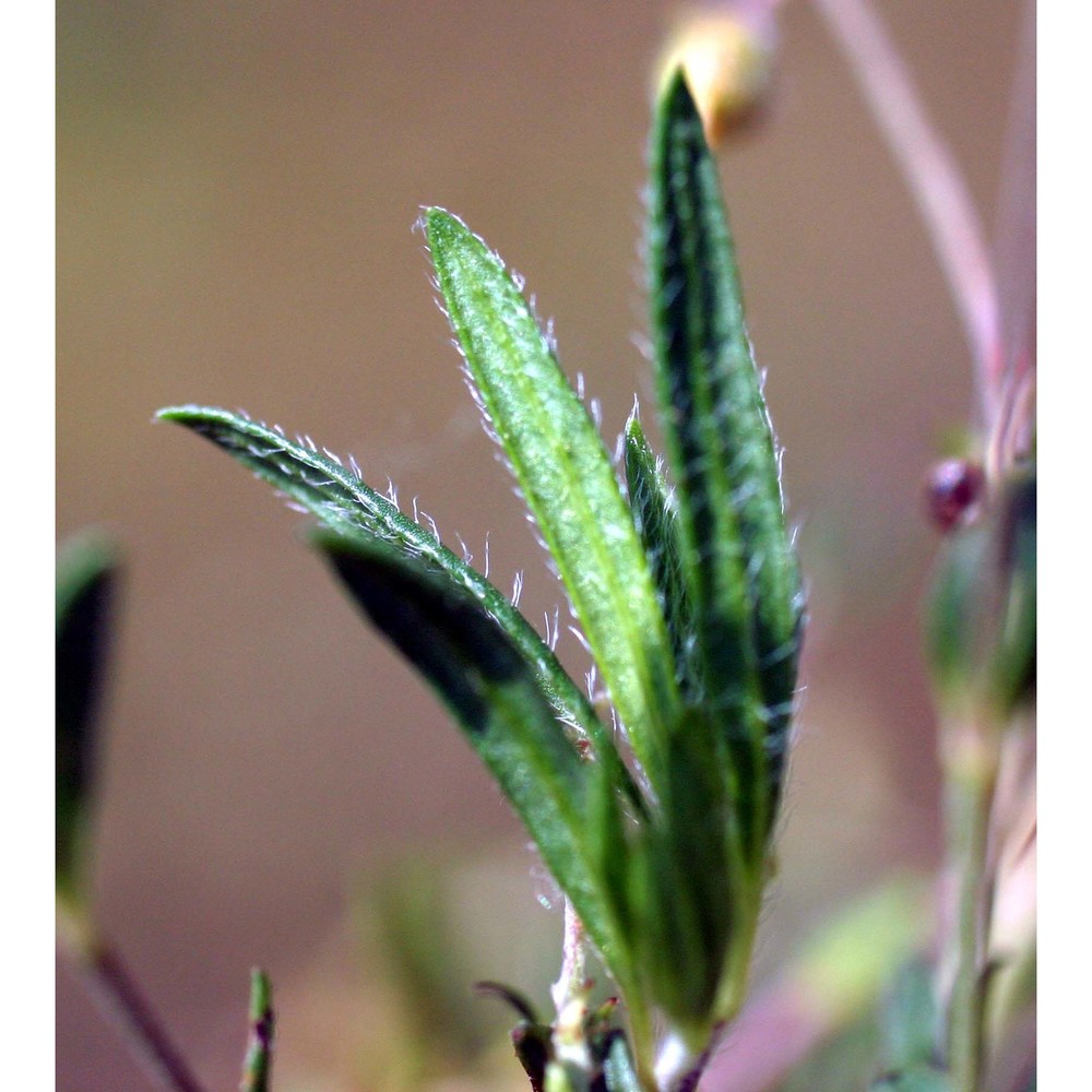 helianthemum italicum (l.) pers.