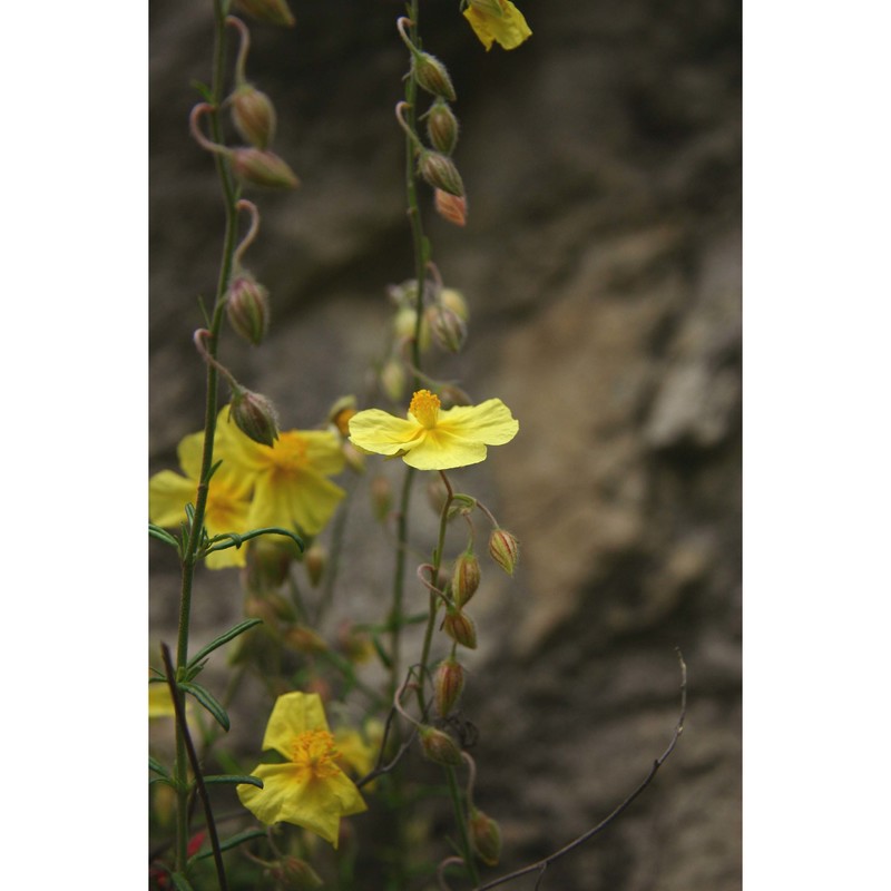 helianthemum jonium lacaita