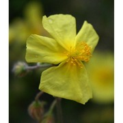 helianthemum jonium lacaita