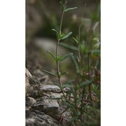 helianthemum jonium lacaita