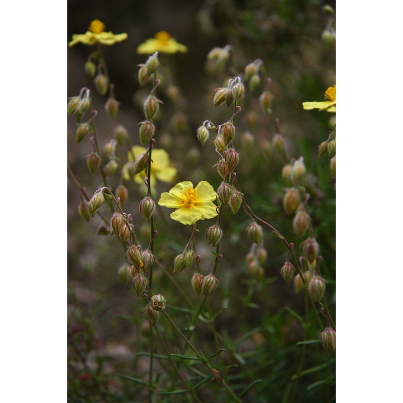 helianthemum jonium lacaita