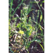 helianthemum ledifolium (l.) mill.