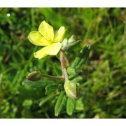 helianthemum ledifolium (l.) mill.