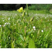 helianthemum ledifolium (l.) mill.