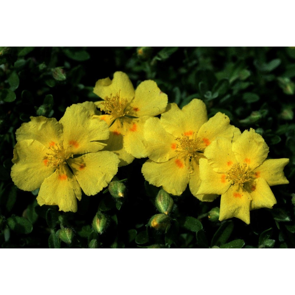 helianthemum lunulatum (all.) dc.